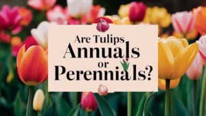 Are Tulips Annuals Or Perennials?