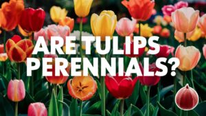 Are Tulips Perennials?