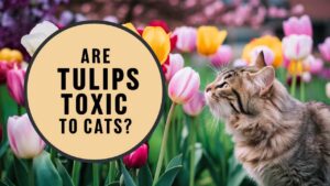 Are Tulips Toxic To Cats?