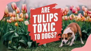 Are Tulips Toxic To Dogs?
