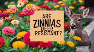 Are Zinnias Deer Resistant?