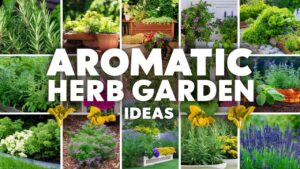 Aromatic Herb Garden Ideas