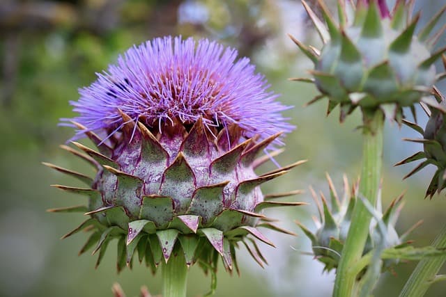 Artichoke Flower