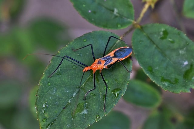 Assassin Bugs Orange on Leaf MW