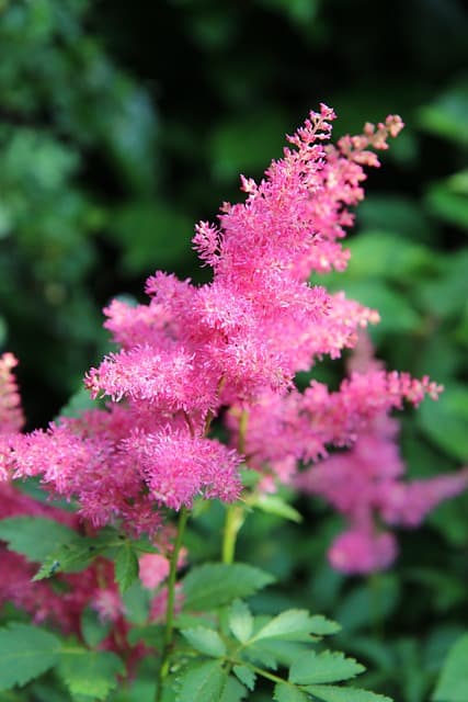 Astilbe Pink