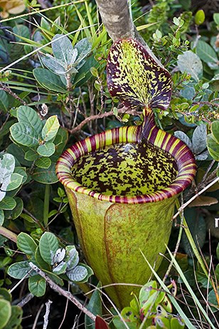 Attenborough's Pitcher Plant (Nepenthes attenboroughii)