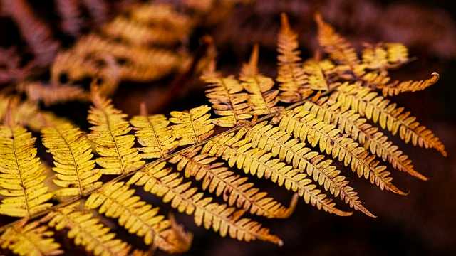 Autumn Fern