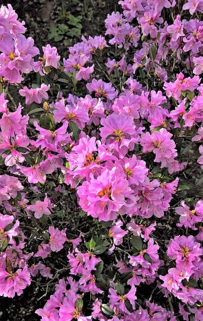 Azaleas Pink