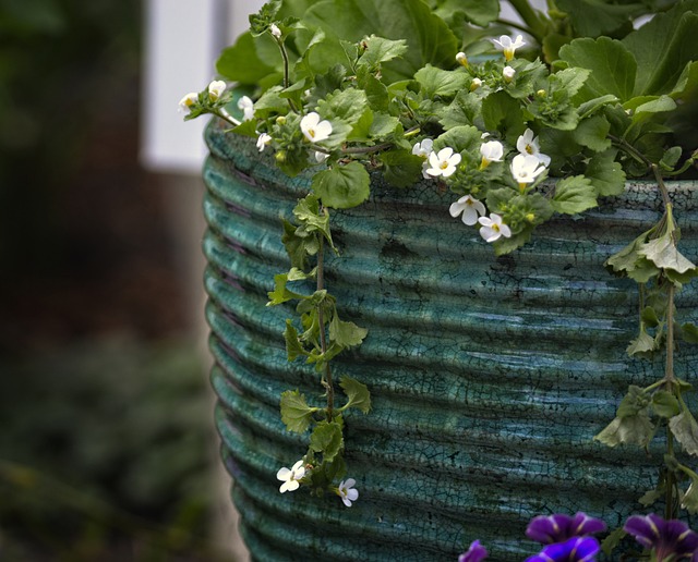 Bacopa Hanging Over Pot
