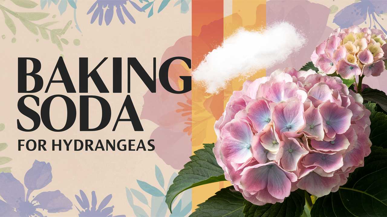 Baking Soda For Hydrangeas