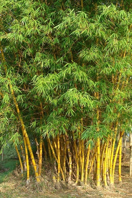 Bamboo (Bambusa)