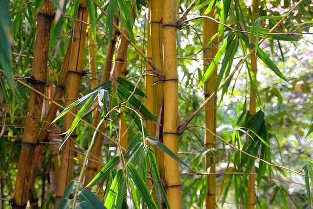 How To Transplant Bamboo