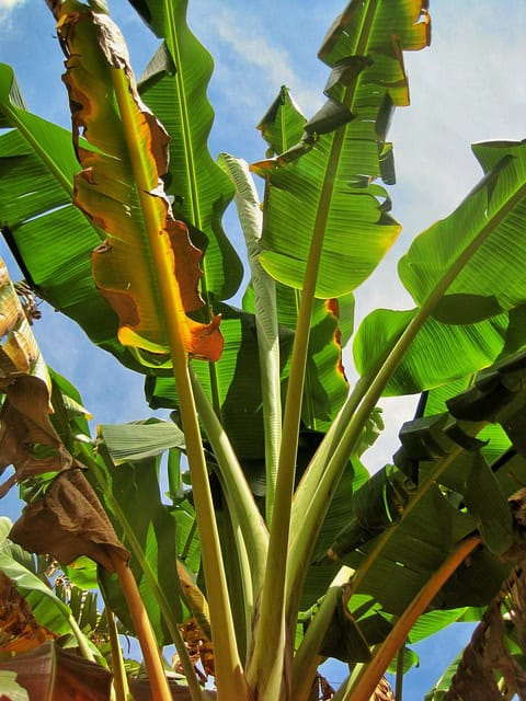 Banana Tree