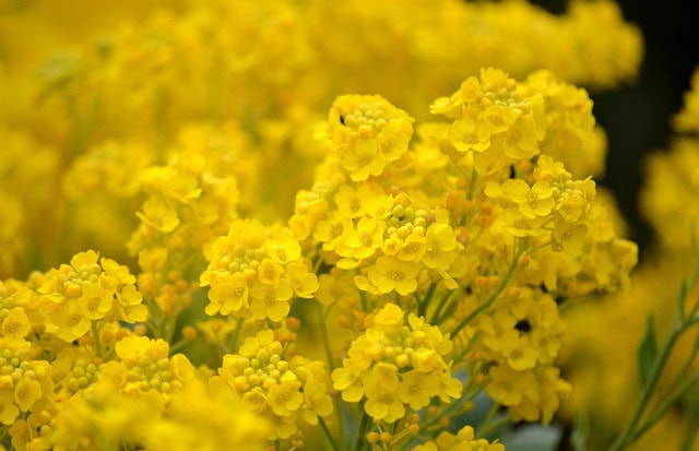 Basket-of-Gold (Aurinia saxatilis)