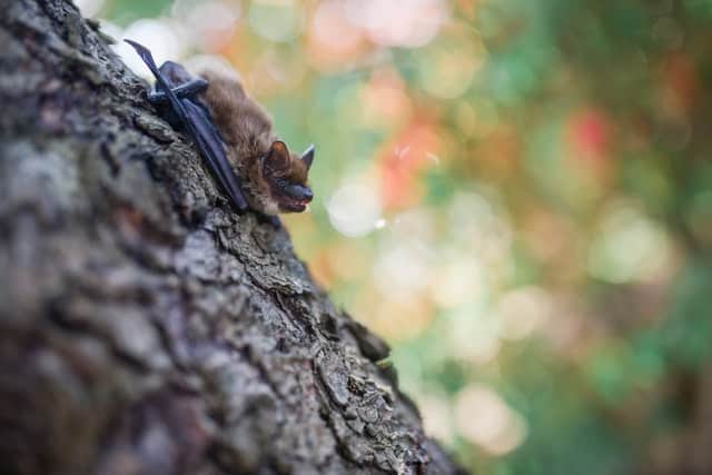 Bat on tree