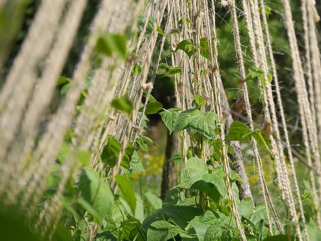 Companion Planting Peppers and Beans