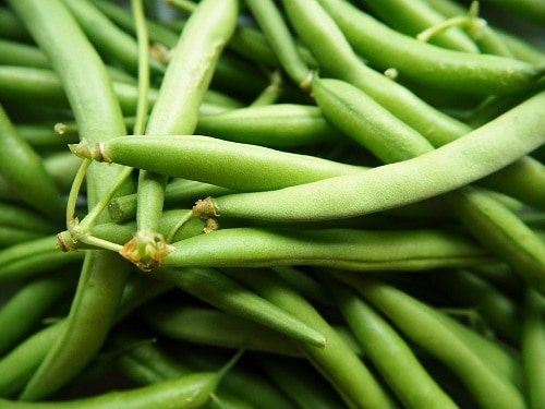 Harvesting Green Beans