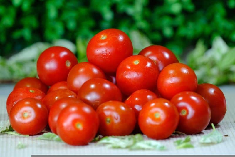 Best AeroGarden for Tomatoes