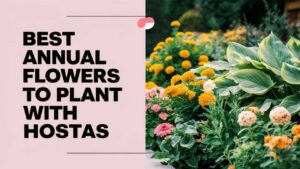 Best Annual Flowers To Plant With Hostas