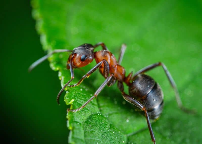 Best Ant Killer for the Garden