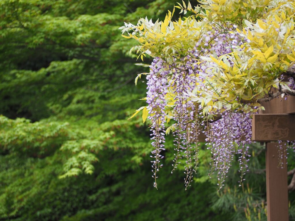 Best Arbor for Wisteria