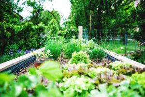 Most Fertile Bagged Soil for a Vegetable Garden