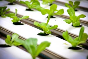  Getting Started with Hydroponics