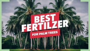 Best Fertilizer For Palm Trees