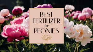 Best Fertilizer For Peonies