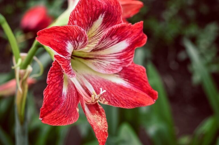 Best Fertilizer for Amaryllis Amaryllis Fertilizer Requirements