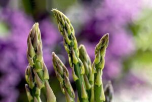 Best Fertilizer for Asparagus