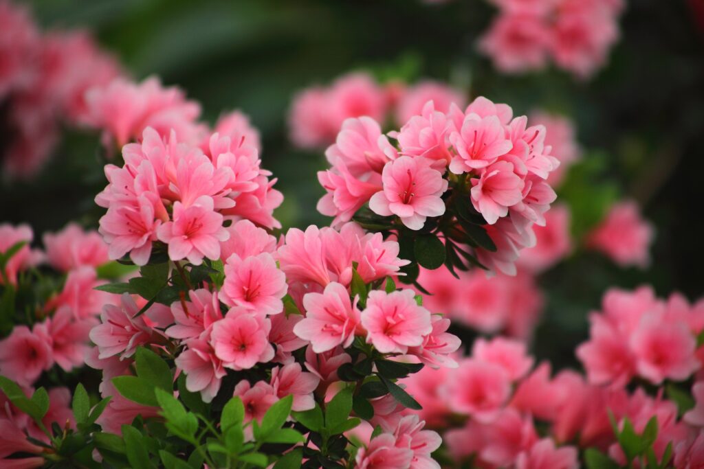 Best Fertilizer for Azaleas