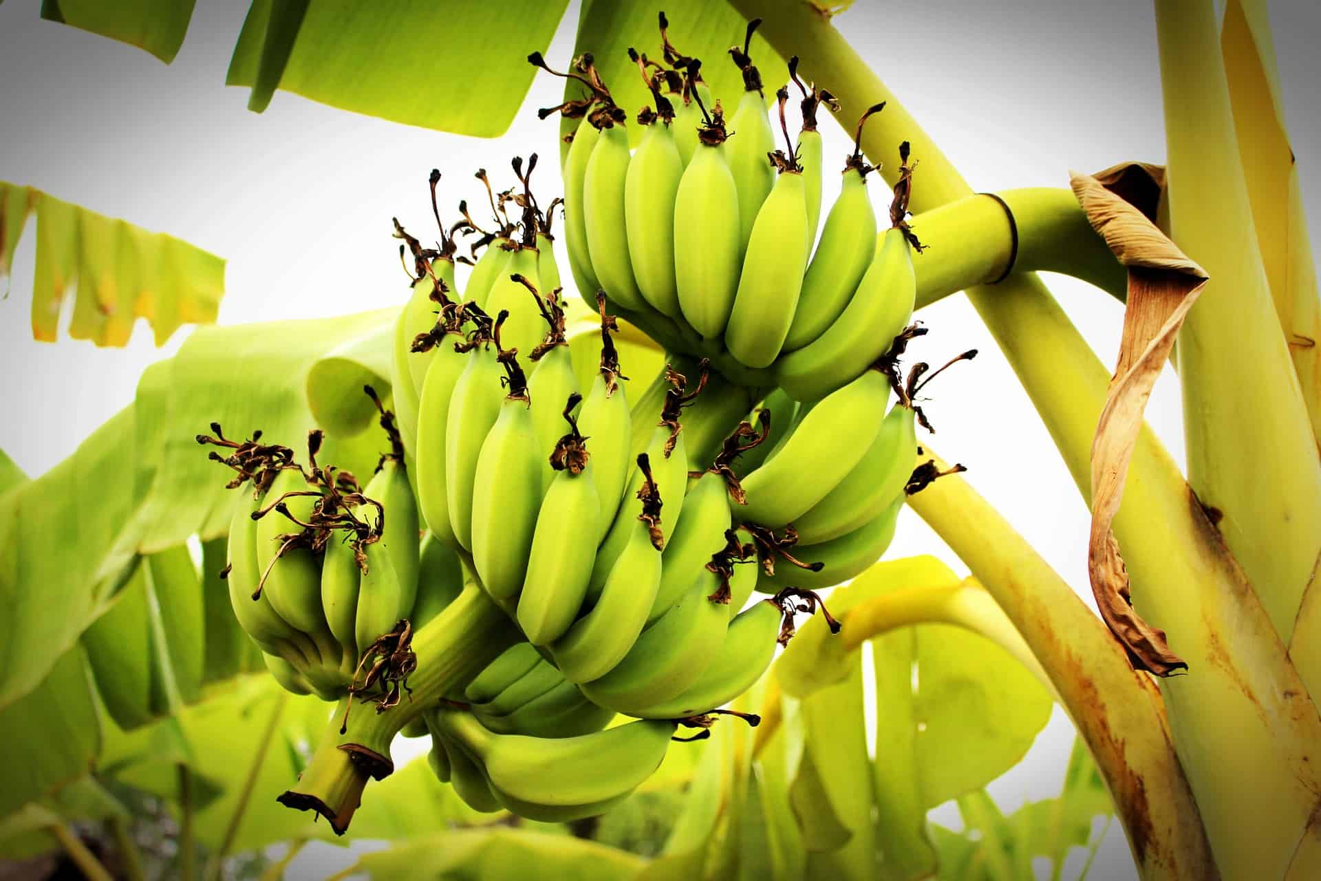Best Fertilizer for Banana Trees