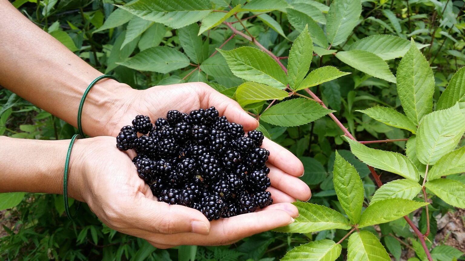 Best Fertilizer for Blackberries Garden Gear Shop