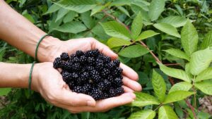 Best Fertilizer for Blackberries