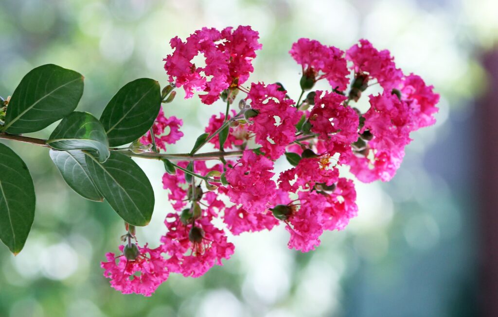 Best Fertilizer for Crepe Myrtles