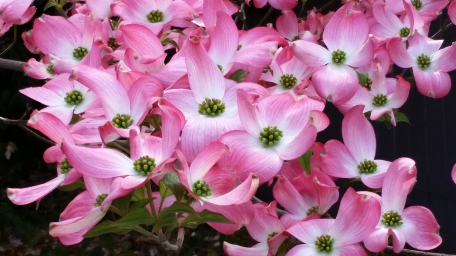 Best Fertilizer for Dogwood Trees Garden Gear Shop