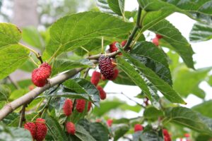 Best Fertilizer for Mulberry Trees