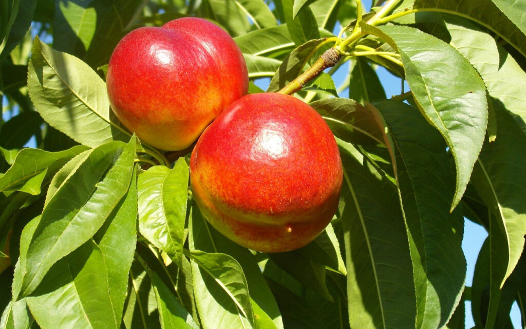 Best Fertilizer for Nectarine Trees Garden Gear Shop