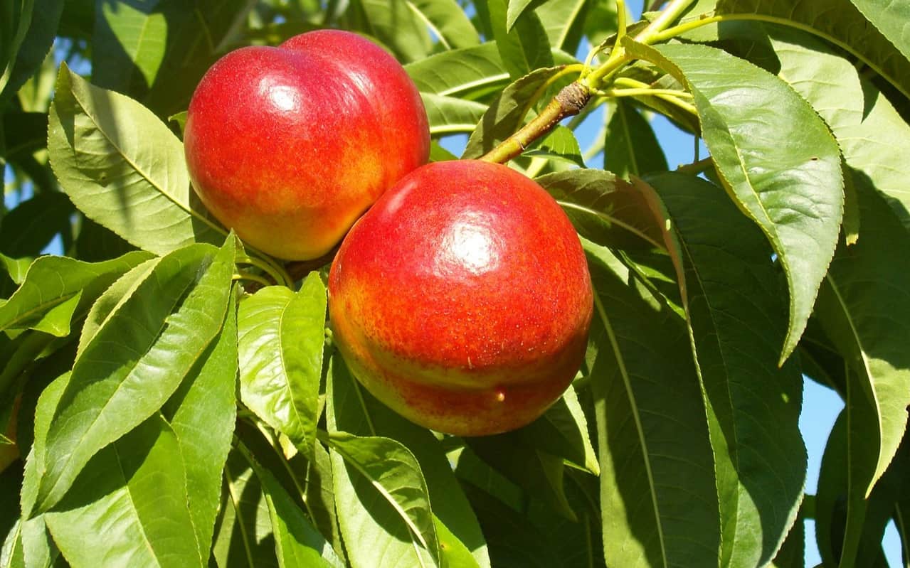 Best Fertilizer for Nectarine Trees