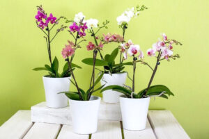 Best Fertilizer for Phalaenopsis Orchids