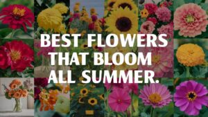 Best Flowers That Bloom All Summer