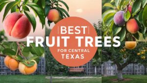Best Fruit Trees Central Texas