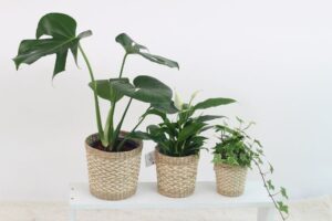 Best Fungicide for Indoor Plants