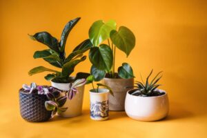 Best Heat Lamps for Indoor Plants