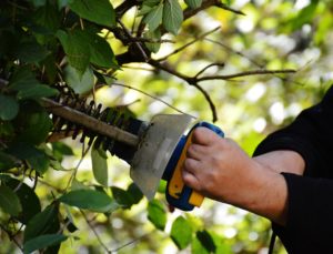 Best Hedge Trimmer for Thick Branches