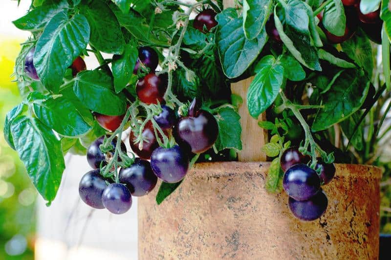 Best Heirloom Tomatoes for Containers