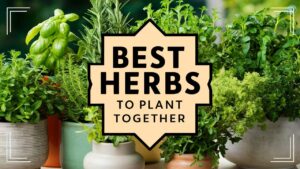 Best Herbs to Plant Together