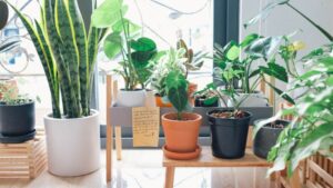 Best Humidifier for Indoor Plants