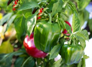 Best Hydroponic System for Peppers